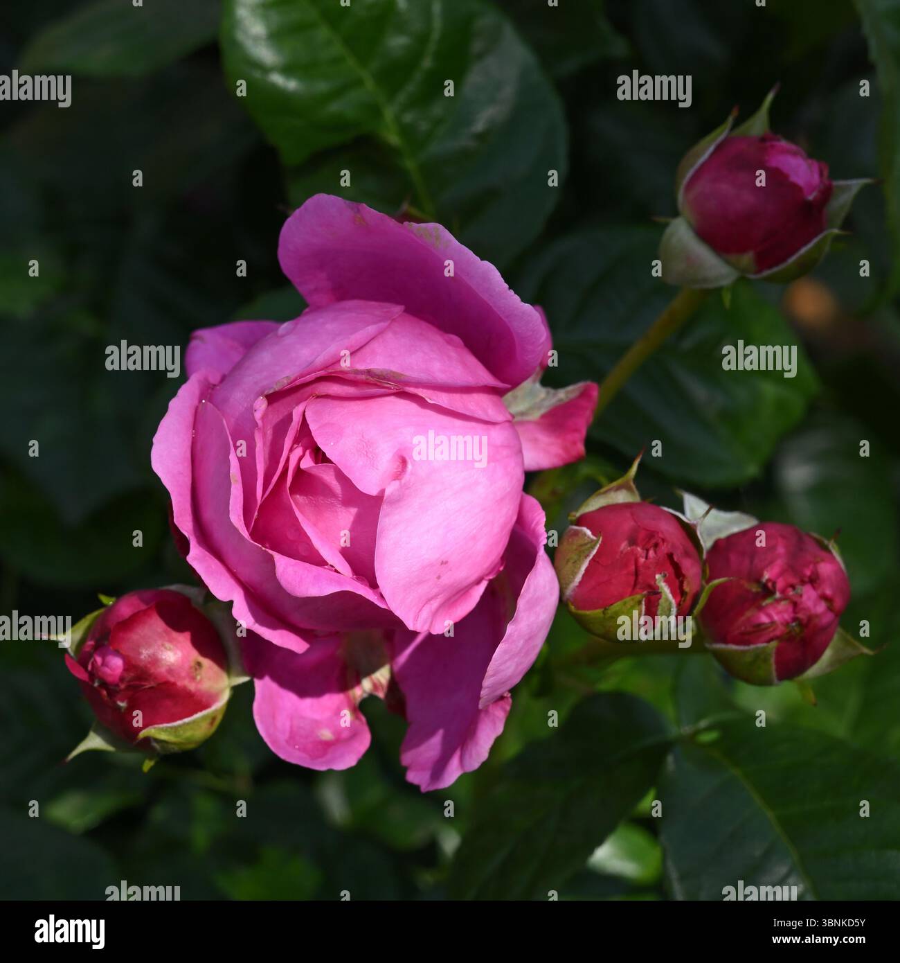 Fiori di rosa rosa estivo magenta, Rosa Mottisfont UK Garden June Foto Stock