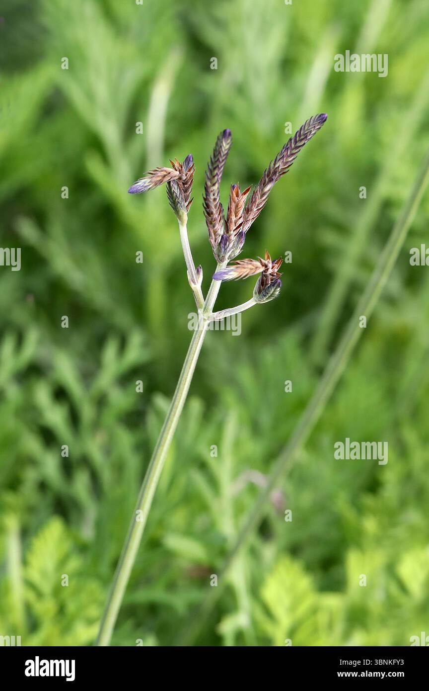 Fernleaf Lavender o Jagged Lavender, Lavandula pinnata, Lamiaceae. Madeira e Lanzarote, Isole Canarie. Lavandula pinnata (nota anche come foglia di fernleaf Foto Stock