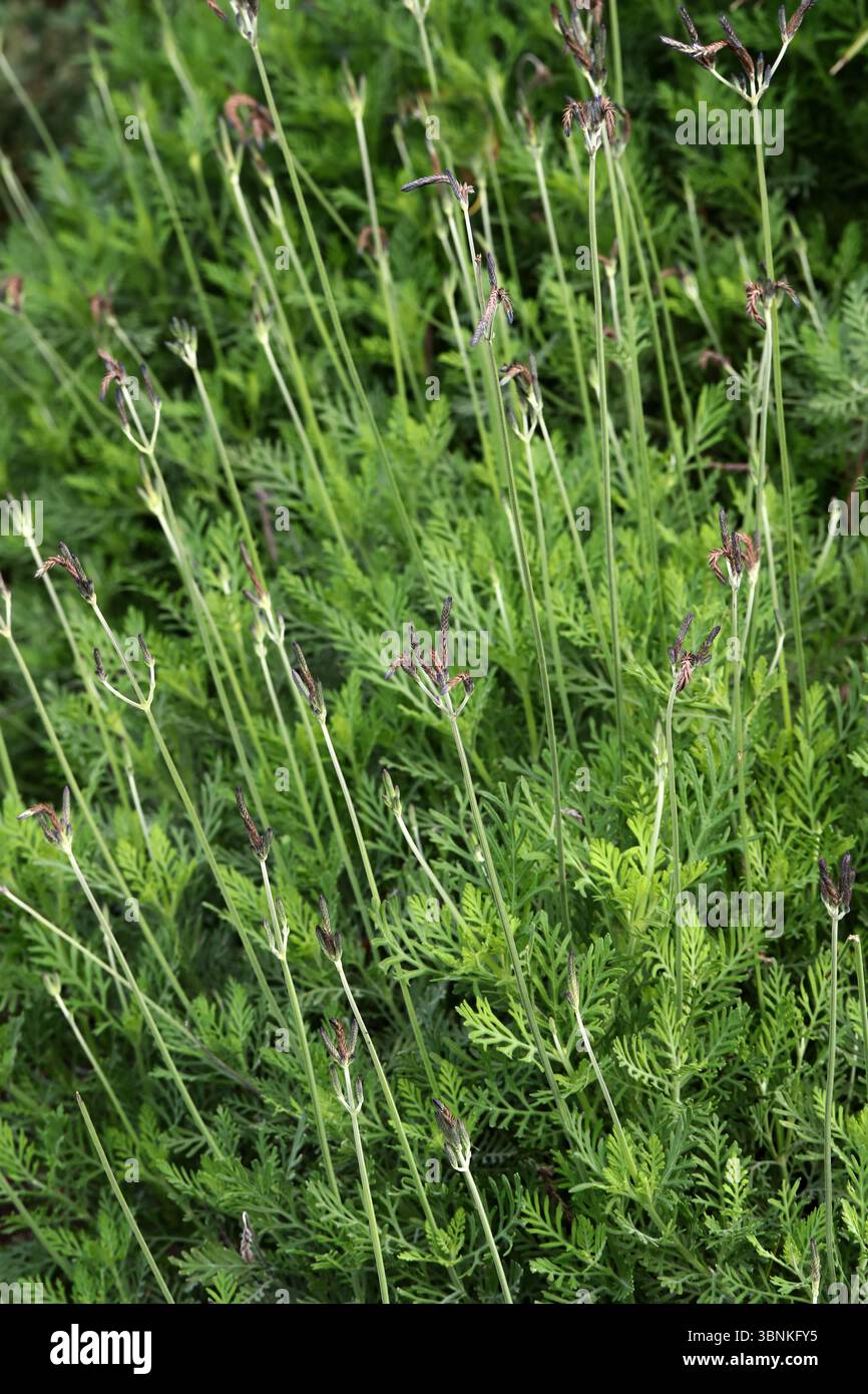 Fernleaf Lavender o Jagged Lavender, Lavandula pinnata, Lamiaceae. Madeira e Lanzarote, Isole Canarie. Lavandula pinnata (nota anche come foglia di fernleaf Foto Stock