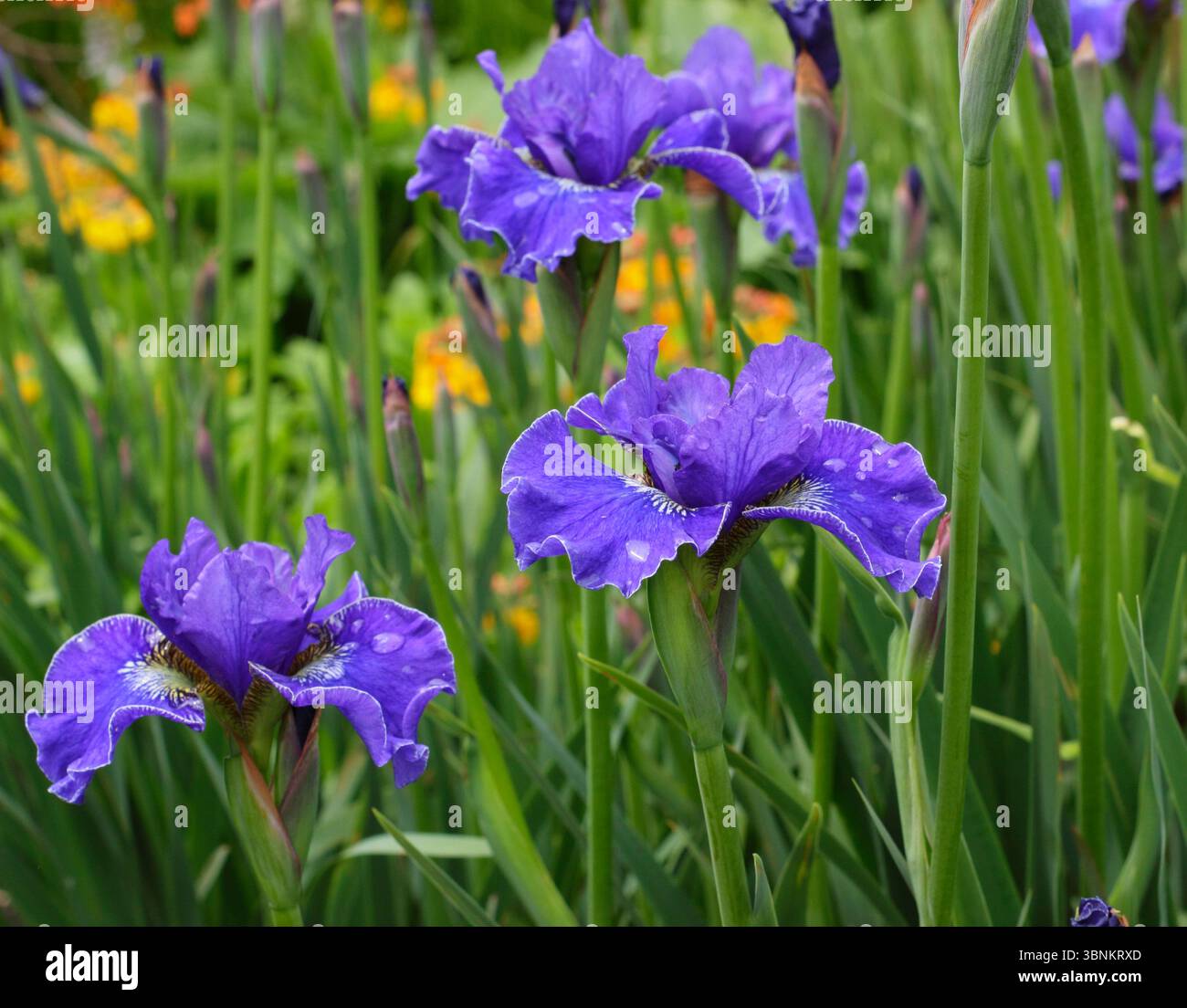 Fiori viola profondi di Iris siberiano Plissee. Iris siberiano "Plissée" in fiore a giugno. REGNO UNITO Foto Stock