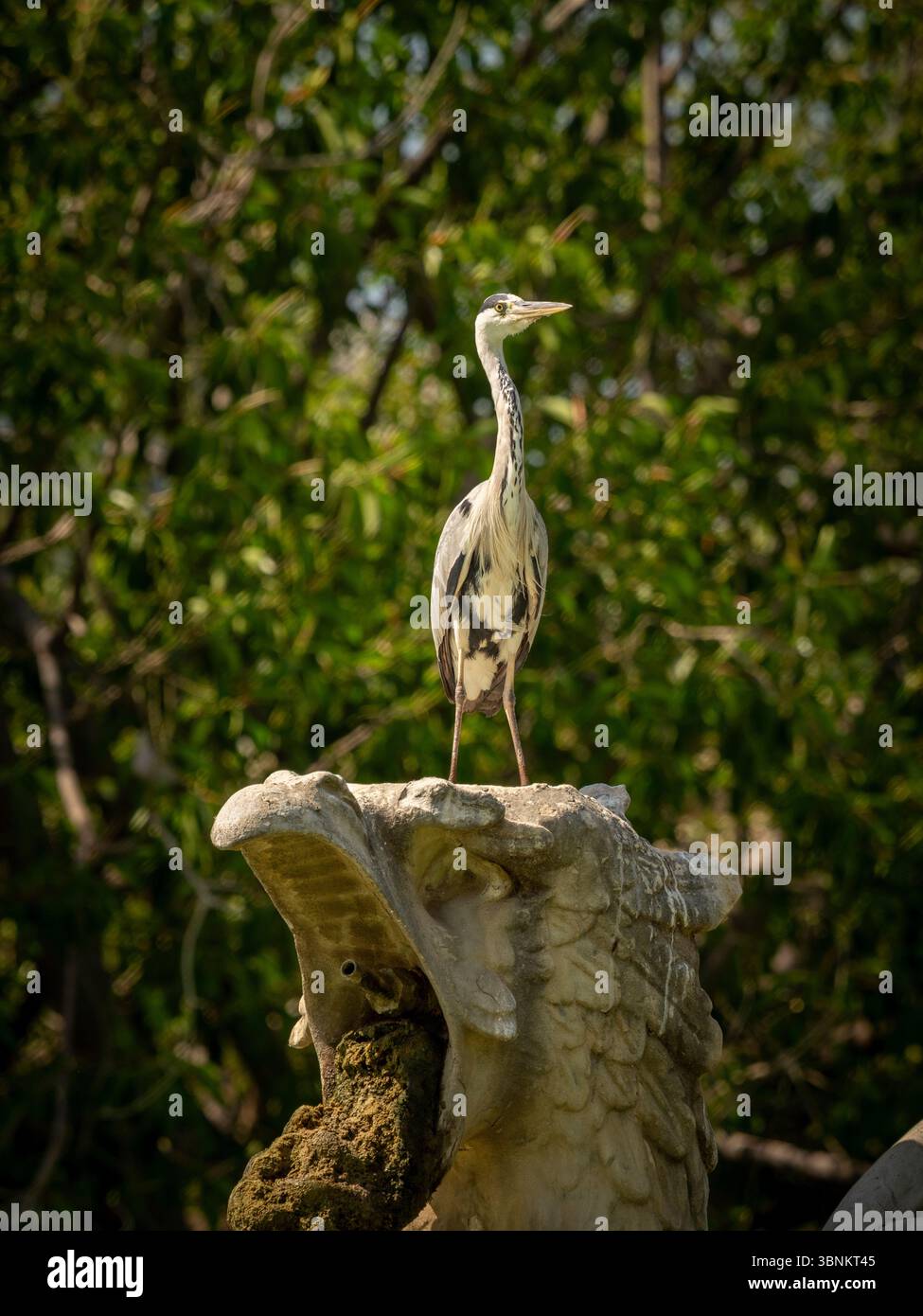Un elegante Heron grigio si erge in alto su una scultura di pietra intemprata all'interno del Parc de la Ciutadella di Barcellona. Foto Stock