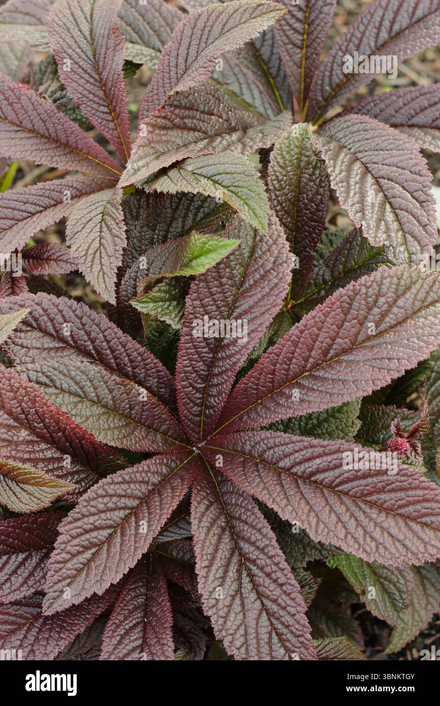 Foglie di palmato marrone-bronzo di Rodgersia 'Bronze Peacock', un'erbacea rizomatosa perenne amante dell'umidità, in un giardino umido del Regno Unito. Foto Stock