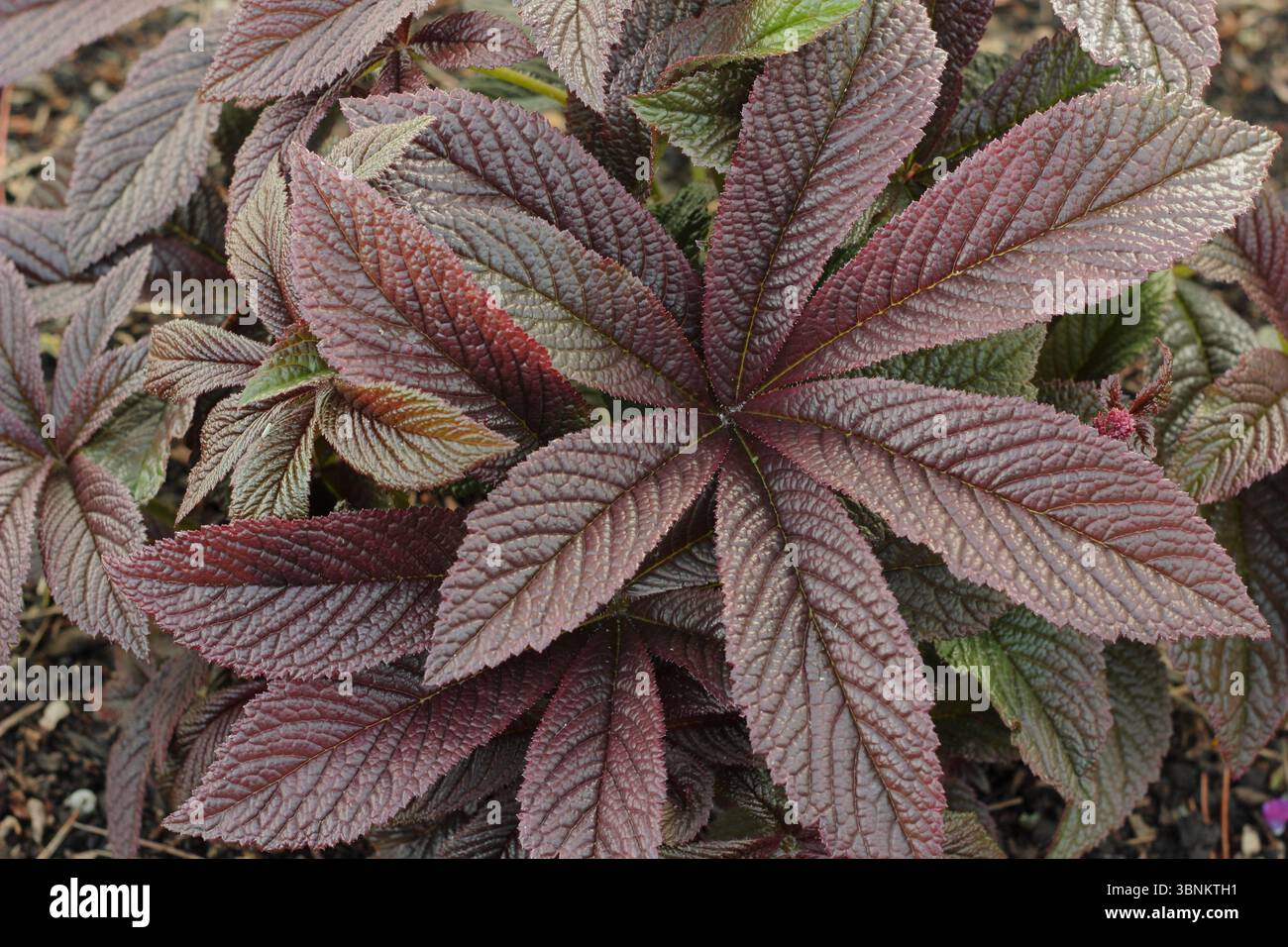 Foglie di palmato marrone-bronzo di Rodgersia 'Bronze Peacock', un'erbacea rizomatosa perenne amante dell'umidità, in un giardino umido del Regno Unito. Foto Stock