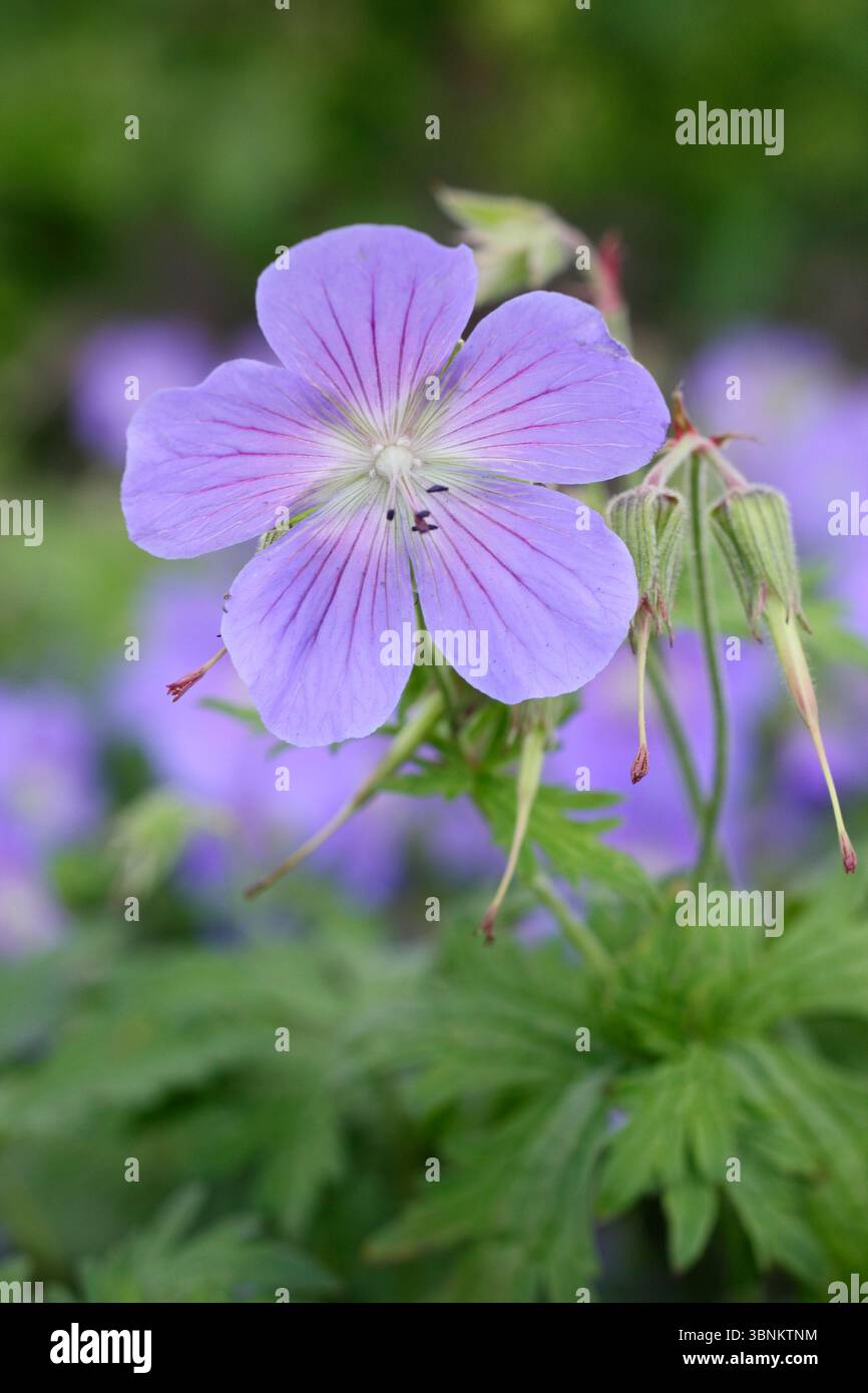 Geranium Johnson's Blue. Fiori blu lavanda di Geranium x johnsonii "Johnson's Blue", un geranio di gru, in un confine fiorito di giugno. REGNO UNITO. MODULO GAS ANESTETICI Foto Stock