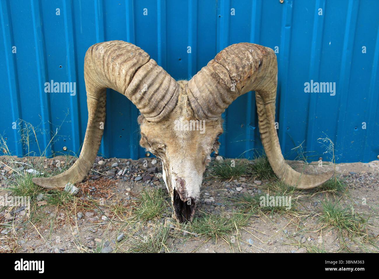 La testa di un maschio morto si trova davanti a un muro di stagno blu. La testa ha due grandi corna. Foto Stock