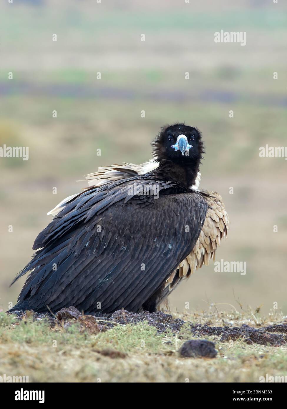 Cinereous Vulture, noto anche come Black Vulture, Eurasian Black Vulture e Monk Vulture, è un raptor molto diffuso. Visitatore invernale del subcontinente indiano. Foto Stock