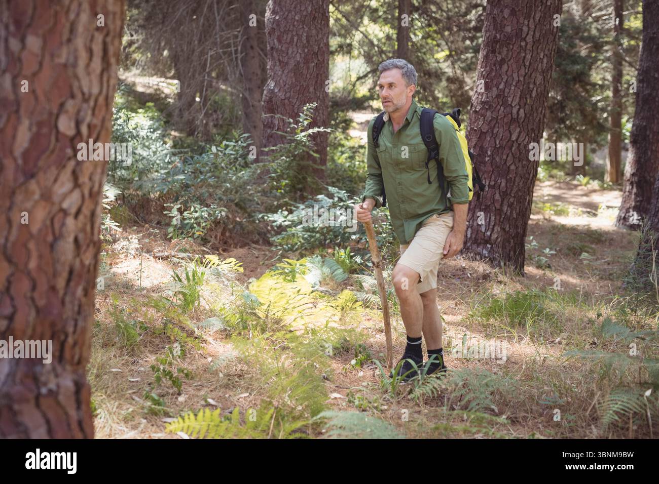 L'escursionista si ferma sul pendio della felce appoggiandosi su uno zaino in legno con bastone nella pineta Foto Stock
