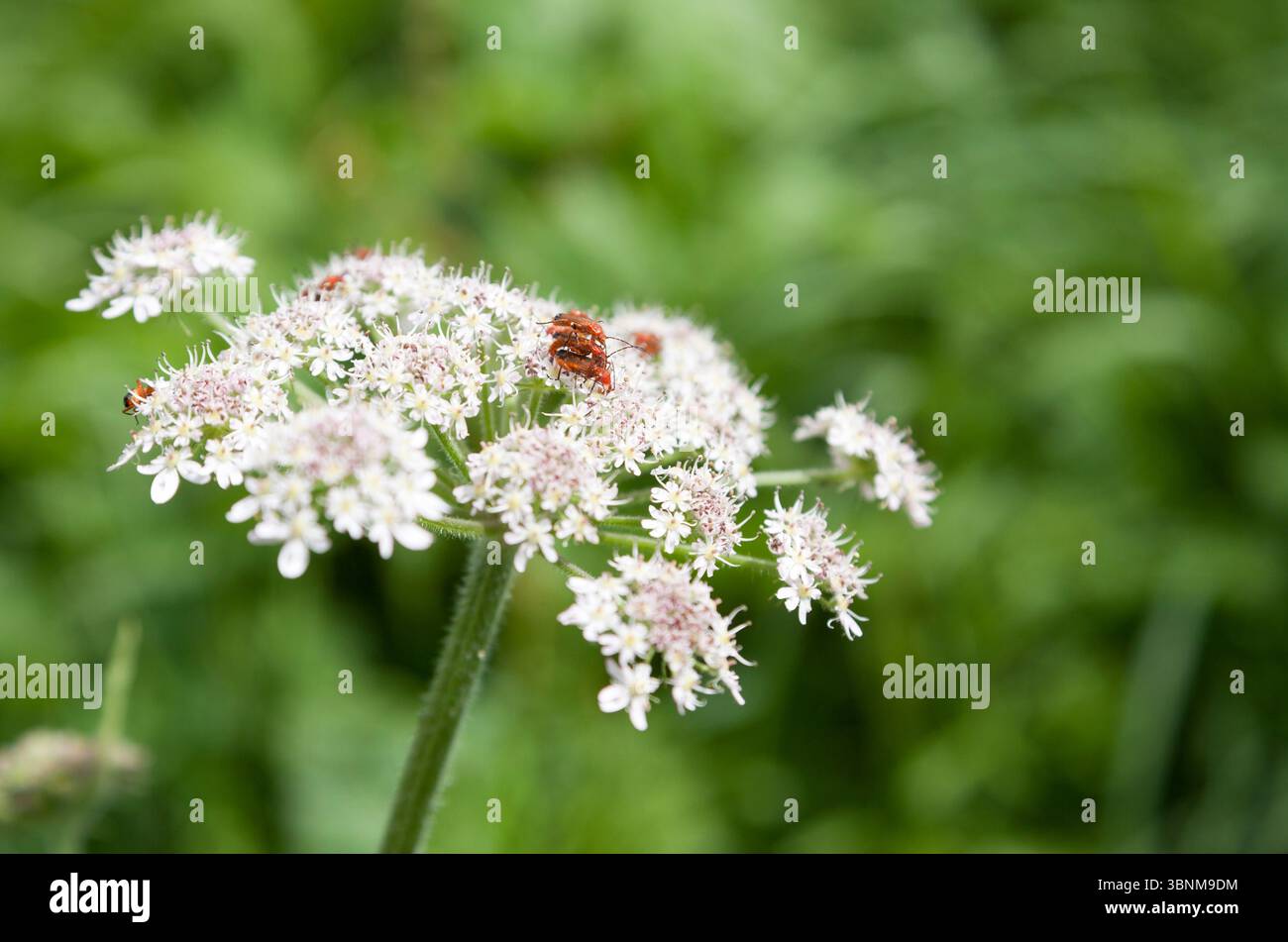 Rhagonycha fulva - coleottero rosso comune su Daucus carota - carota selvatica Foto Stock
