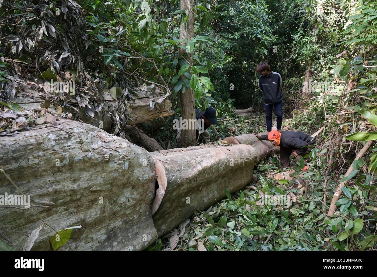 LAO PDR, provincia di Salawan, deforestazione, taglio di alberi / LAOS, Provinz Salavan, Entwaldung, fällen von Bäumen Foto Stock