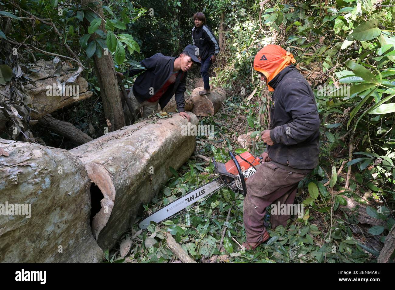 LAO PDR, provincia di Salawan, deforestazione, taglio di alberi con motosega tedesca STIHL con doppia lama cinese Sitnl / LAOS, Provinz Salavan, Entwaldung, fällen von Bäumen Foto Stock