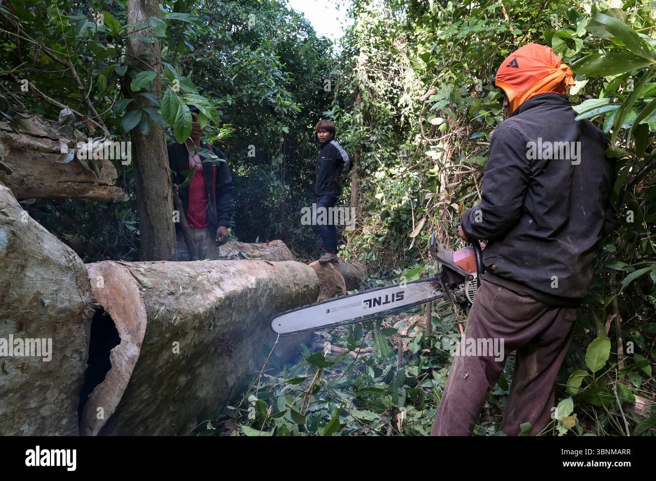 LAO PDR, provincia di Salawan, deforestazione, taglio di alberi con motosega tedesca STIHL con doppia lama cinese Sitnl / LAOS, Provinz Salavan, Entwaldung, fällen von Bäumen Foto Stock