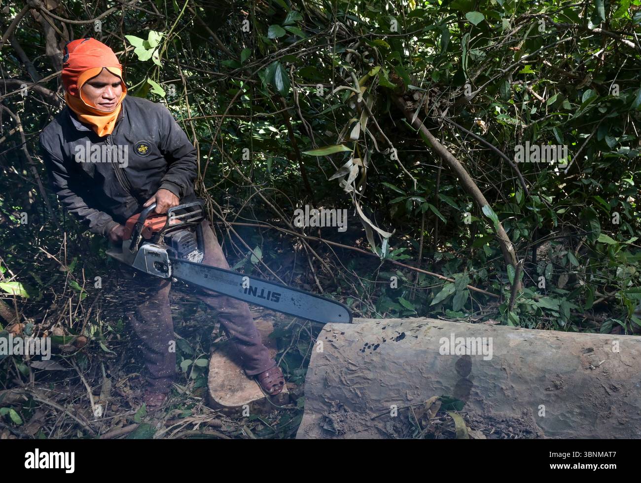 LAO PDR, provincia di Salawan, deforestazione, taglio di alberi con motosega tedesca STIHL con doppia lama cinese Sitnl / LAOS, Provinz Salavan, Entwaldung, fällen von Bäumen Foto Stock