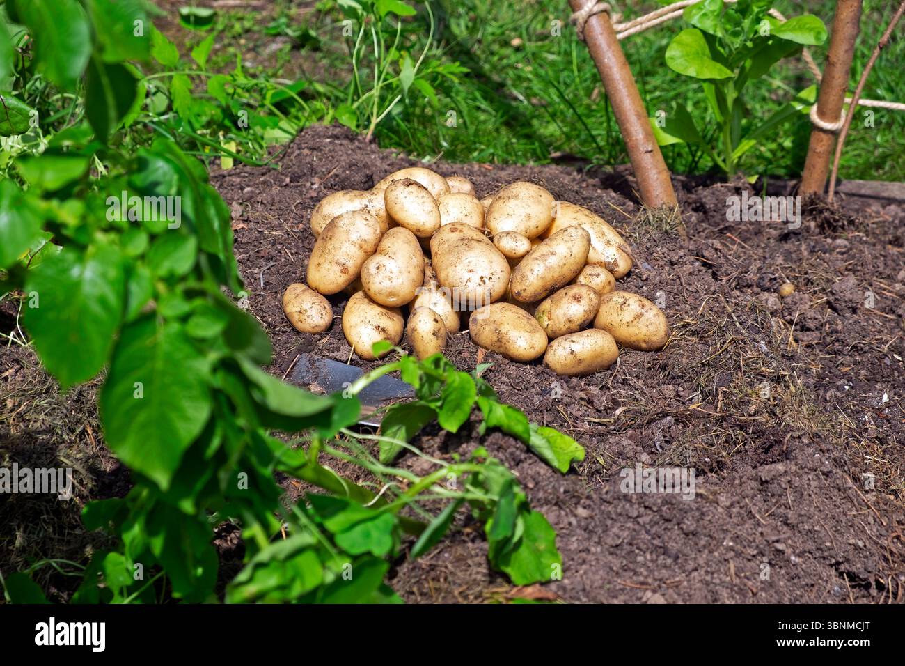 Le prime prime patate novelle scozzesi appena scavate sulla terra in estate, giorno di sole, Carmarthenshire, Galles, Regno Unito, 2025 luglio Gran Bretagna, KATHY DEWITT Foto Stock