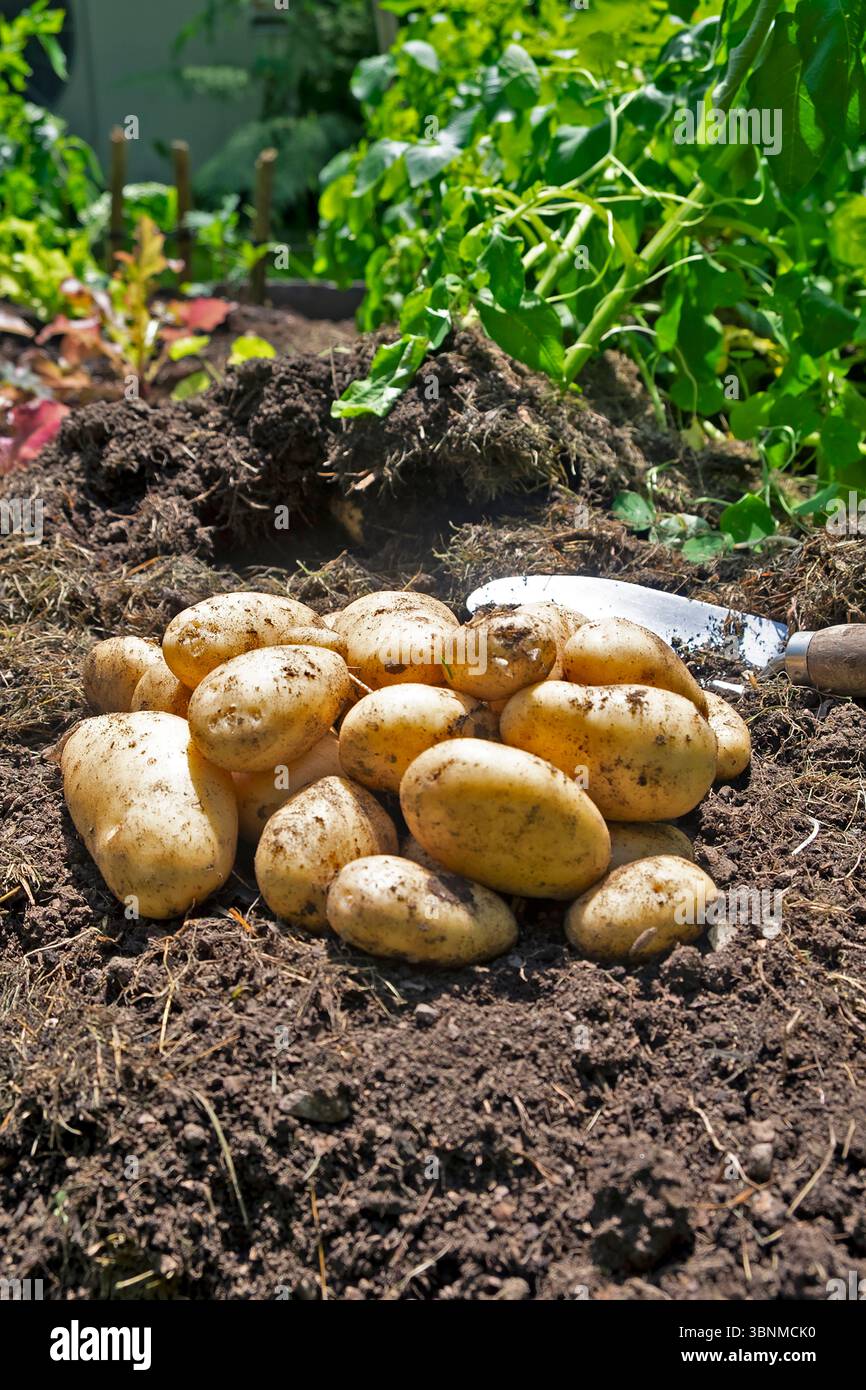 Le prime prime patate scozzesi fatte in casa appena scavate sul suolo terrestre in estate giorno di sole Carmarthenshire Galles Regno Unito luglio 2025 Gran Bretagna KATHY DEWITT Foto Stock