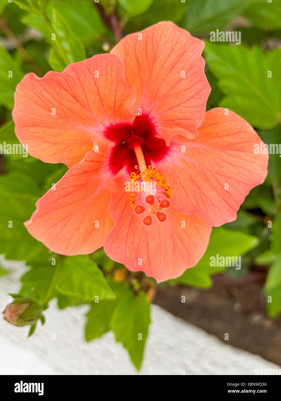 Fiore di ibisco in un giardino a Cadice, Spagna Foto Stock