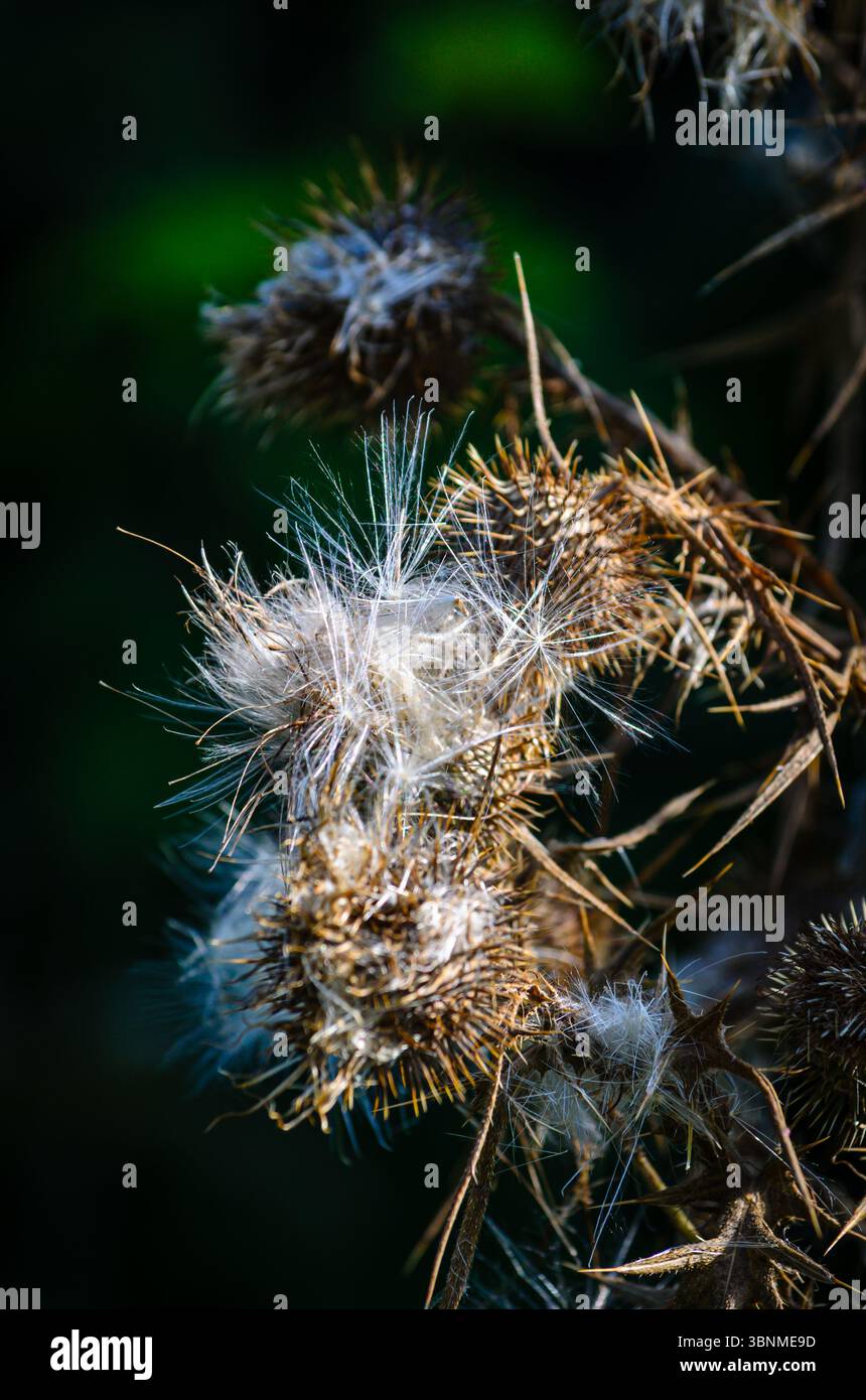 Primo piano di cialde di semi di cardo scottanti alla luce del sole mattutino su sfondo verde Foto Stock