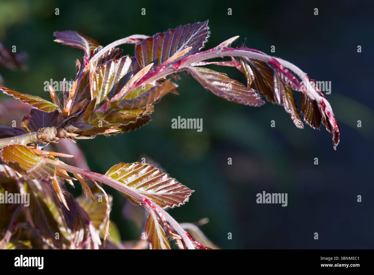 Faggio nero (Fagus sylvatica pendula) - giovani germogli Foto Stock