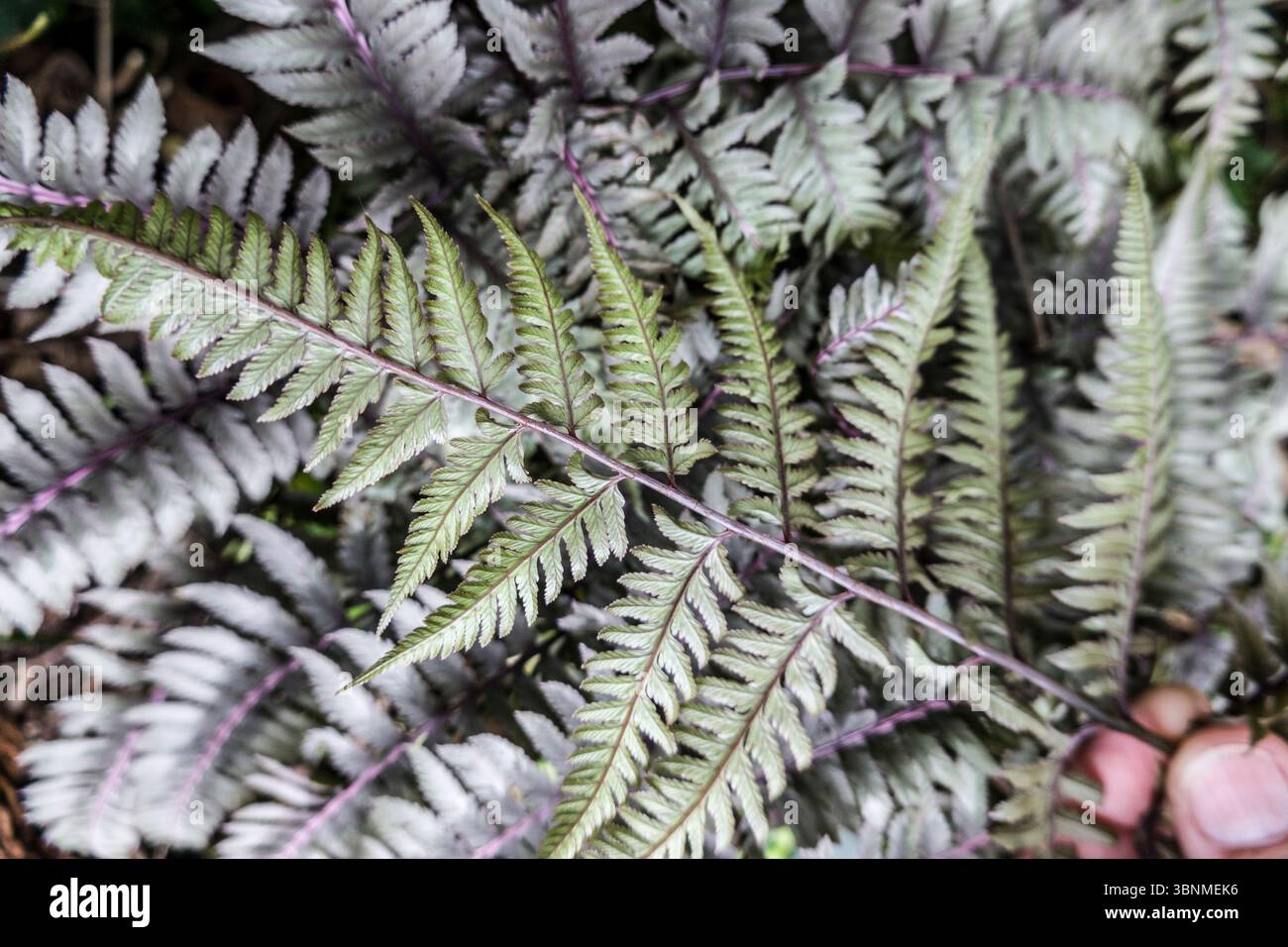 Felce arcobaleno (Athyrium niponicum, Syn.Athyrium niponicum), pianta ornamentale in un giardino - la foglia diagonalmente distesa mostra il lato inferiore Foto Stock