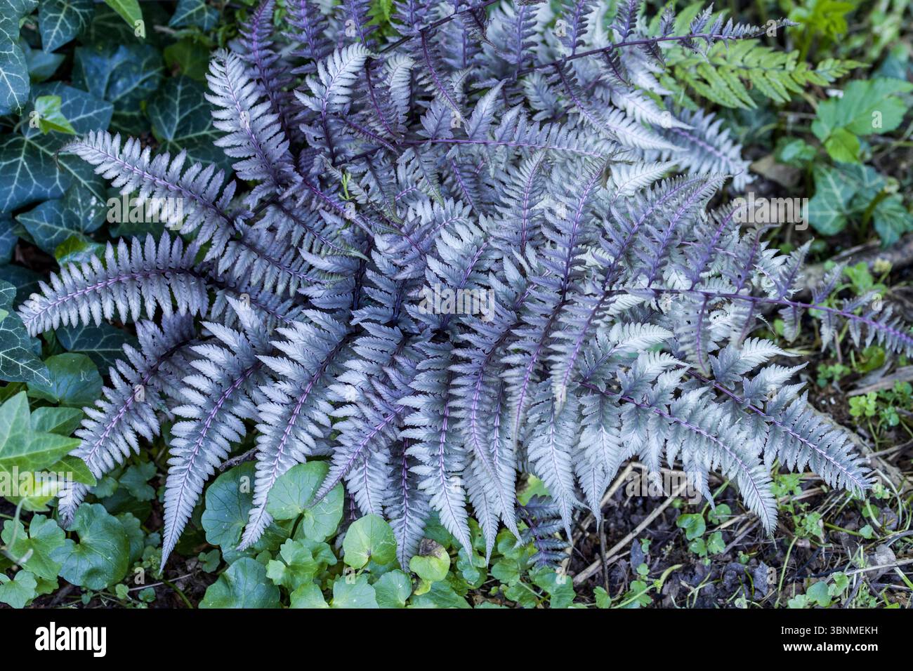 Felce arcobaleno (Athyrium niponicum, Syn.Athyrium niponicum), pianta ornamentale in un giardino Foto Stock