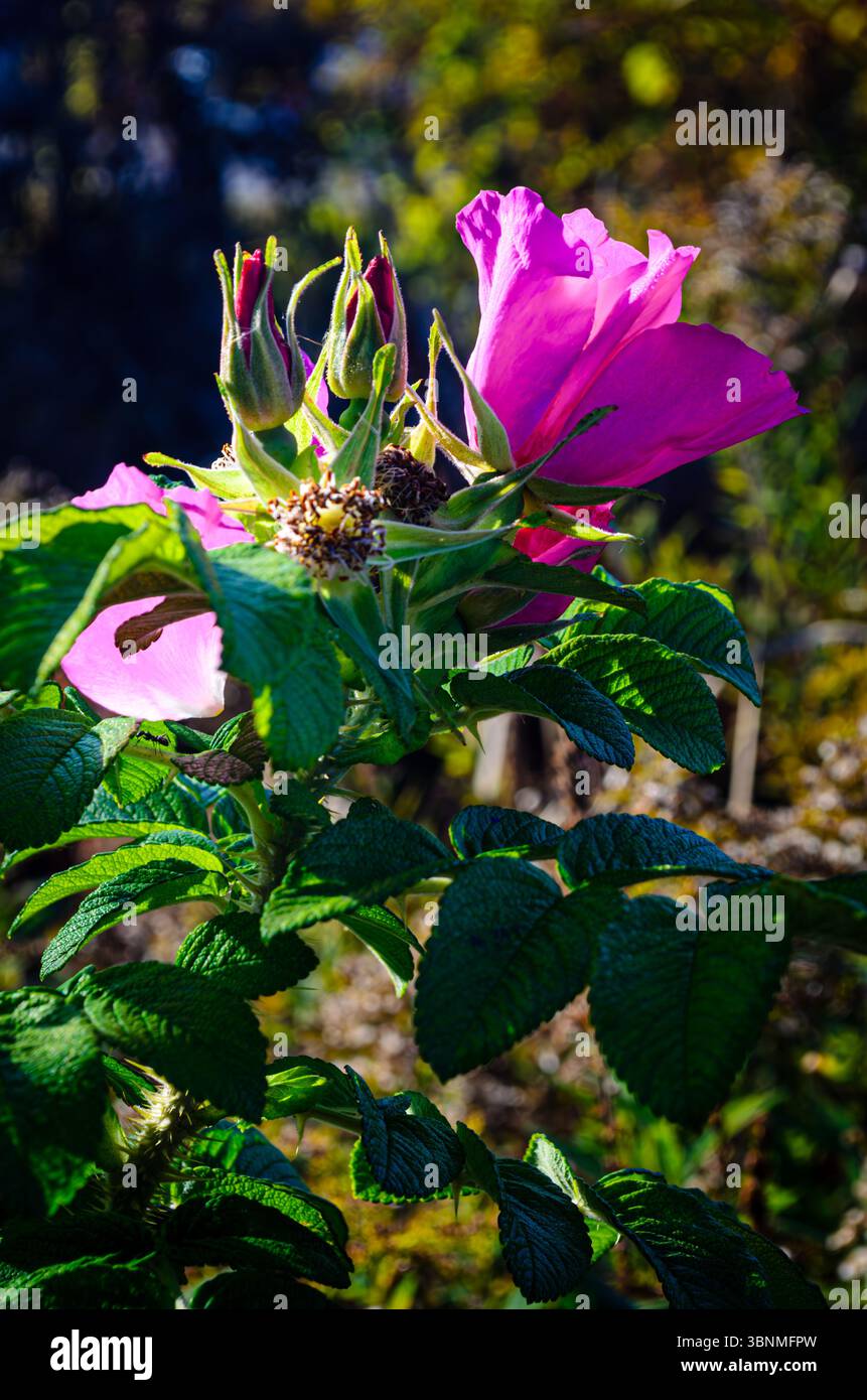 Fiore rosa su un cespuglio circondato da gemme chiuse alla luce di una mattina autunnale Foto Stock