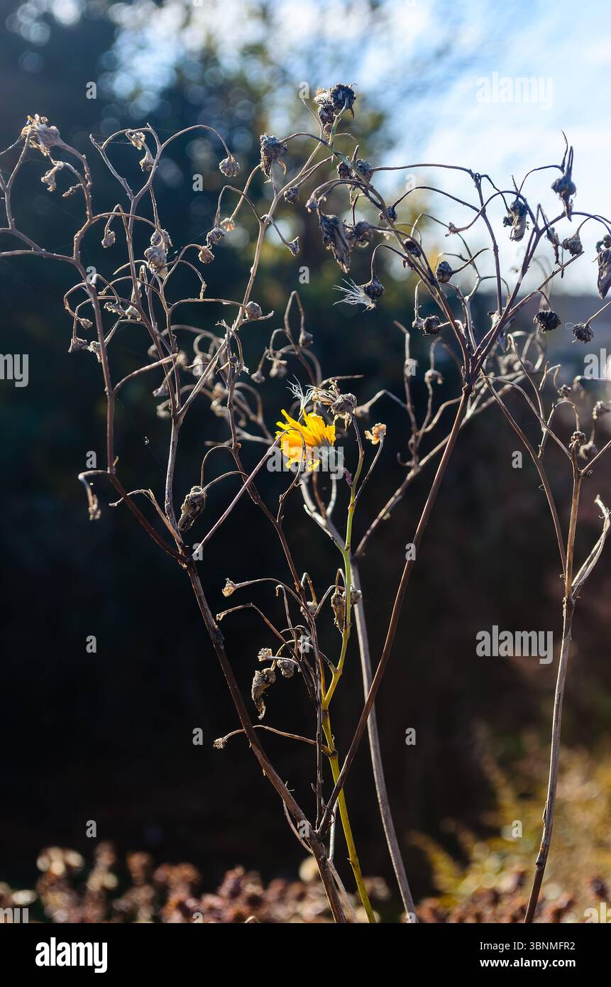 Primo piano di un singolo fiore giallo brillante rivolto verso il sole su un'erba secca in una mattina autunnale. Foto Stock