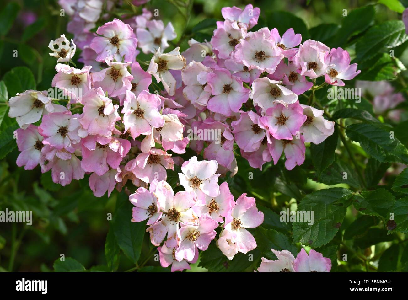 Graziosi fiori estivi bianchi e rosa di arbusti rosa, Rosa "Ballerina" UK Garden giugno Foto Stock
