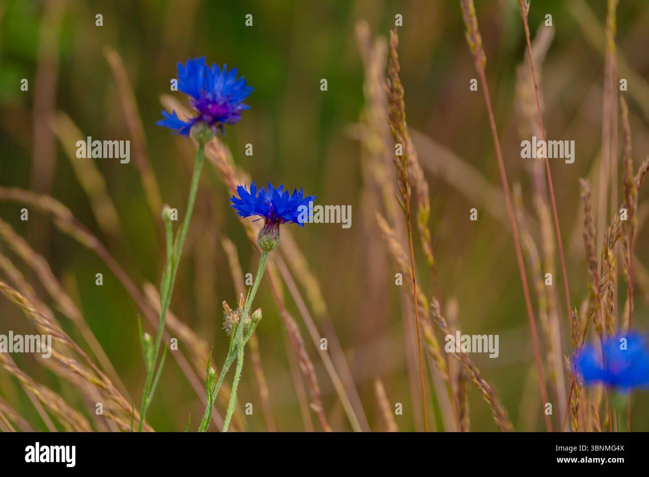 Fiorisce il fiore di mais blu nell'erba selvatica Foto Stock