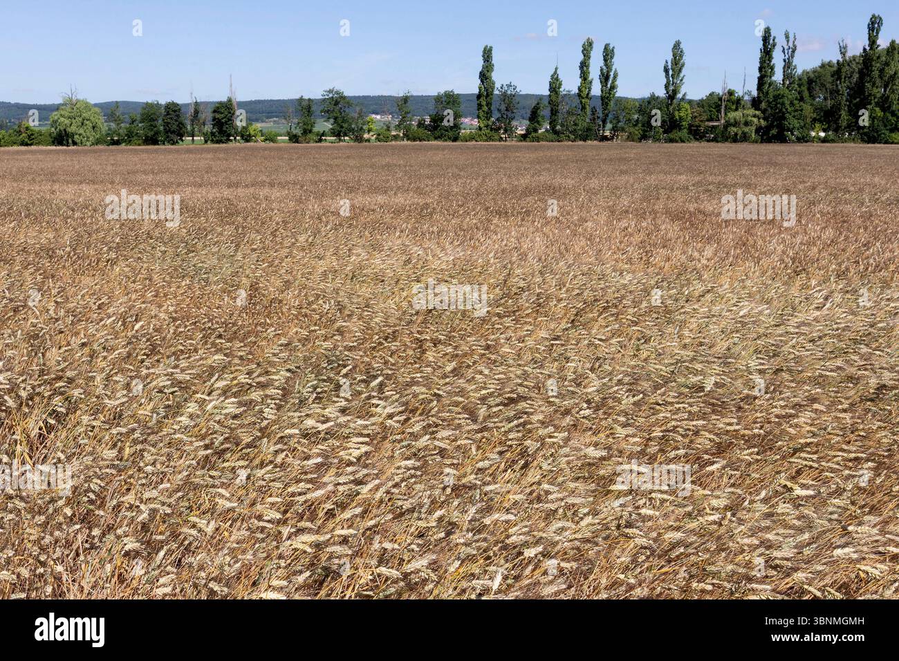 Getreidefeld, Emmer, Triticum dicoccum auch Zweikorn, Urgetreide // campo di grano, Emmer, Triticum dicoccum anche Einkorn, grano antico - 20250630 PD15153 credito: APA-PictureDesk/Alamy Live News Foto Stock