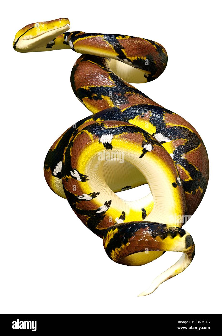 Rendering 3D di un pitone reticolato o reticulatus di Python, una specie di pitone che si trova nel sud-est asiatico Foto Stock