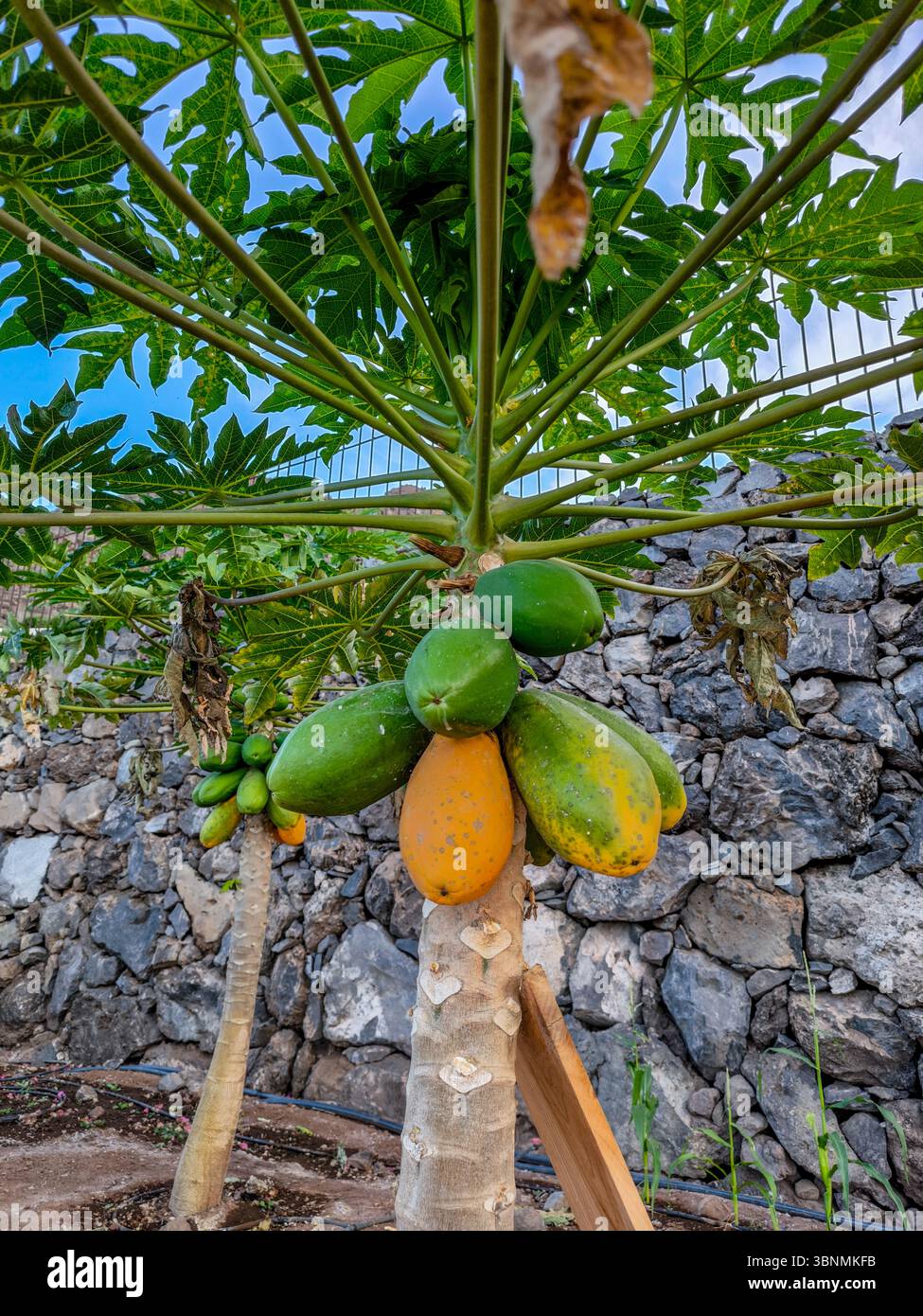 Gustosa papaia a Tenerife Foto Stock