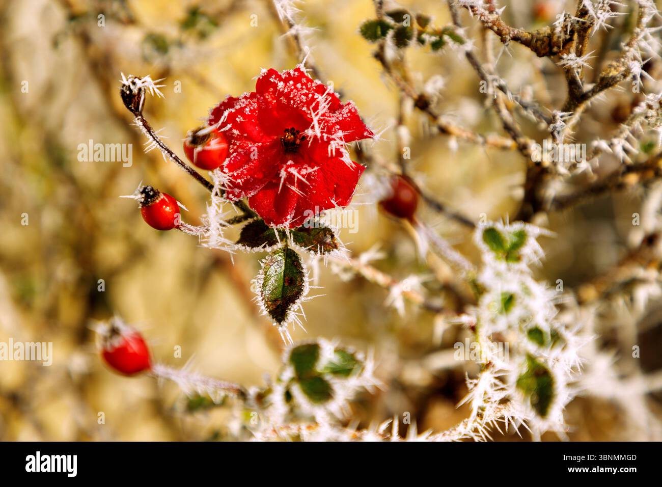 rovere rosso con fiori, rosone e parrucchiere in inverno Foto Stock