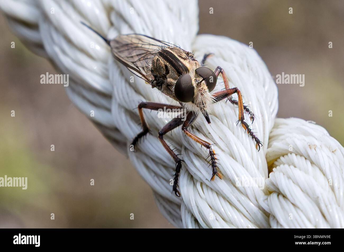 Robber Fly, Female, sito archeologico di San Andres, El Salvador Foto Stock