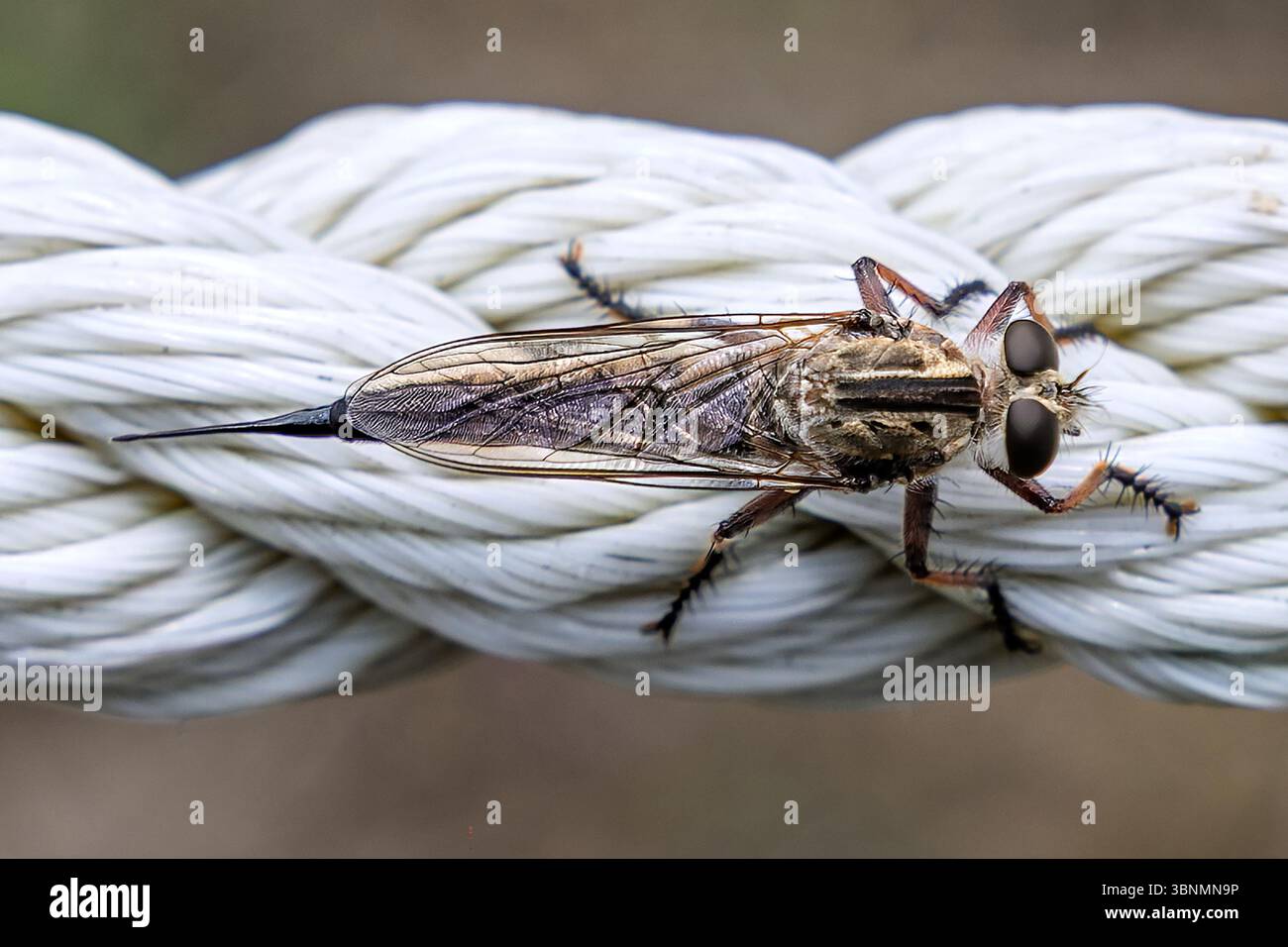 Robber Fly, Female, sito archeologico di San Andres, El Salvador Foto Stock