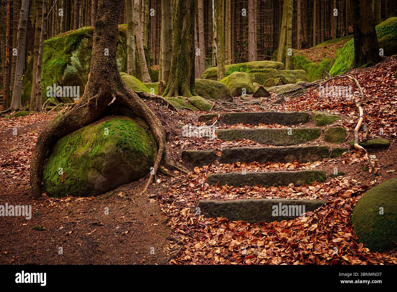 I gradini di pietra conducono attraverso una lussureggiante e movimentata foresta Foto Stock