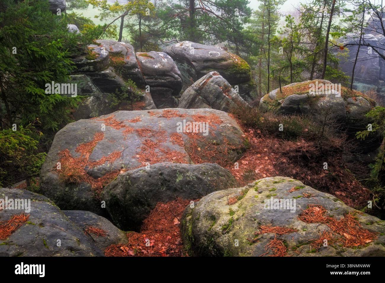 Il paesaggio della foresta nebbiosa presenta grandi massi ricoperti di muschio e alberi sempreverdi Foto Stock