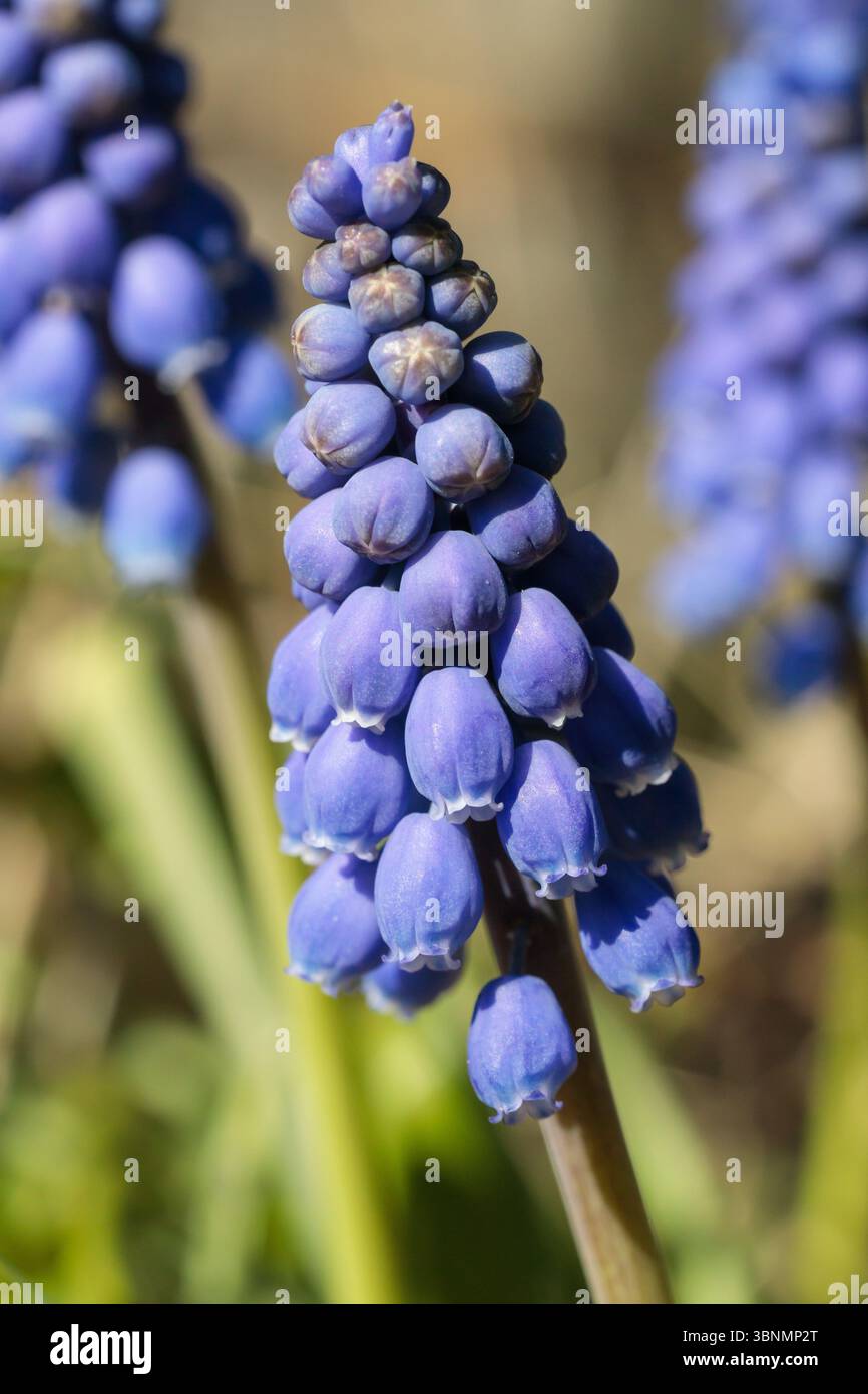 Vista dettagliata dei fiori di Giacinto d'uva (Muscari) con messa a fuoco nitida e luce naturale, fotografata nei Paesi Bassi ad aprile Foto Stock