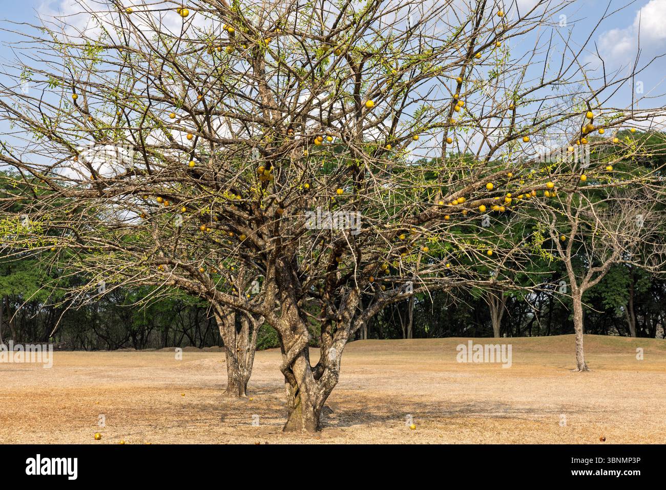 L'albero Morro con frutta attaccata al tronco, sito archeologico Cihuatan, El Salvador Foto Stock