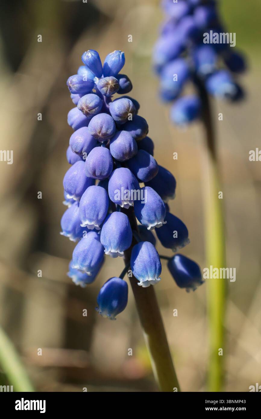 Vista dettagliata dei fiori di Giacinto d'uva (Muscari) con messa a fuoco nitida e luce naturale, fotografata nei Paesi Bassi ad aprile Foto Stock