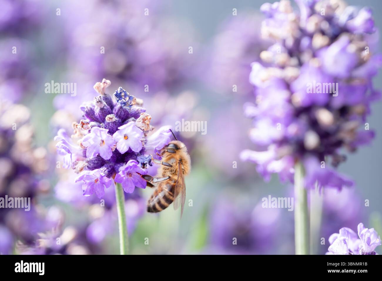 REGNO UNITO. Una comune API mellifera occidentale di api mellifera Foto Stock