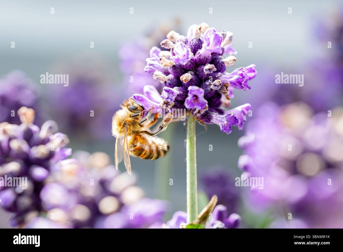 REGNO UNITO. Una comune ape occidentale Apis mellifera che raccoglie nettare da una pianta inglese di lavanda in un giardino domestico Foto Stock