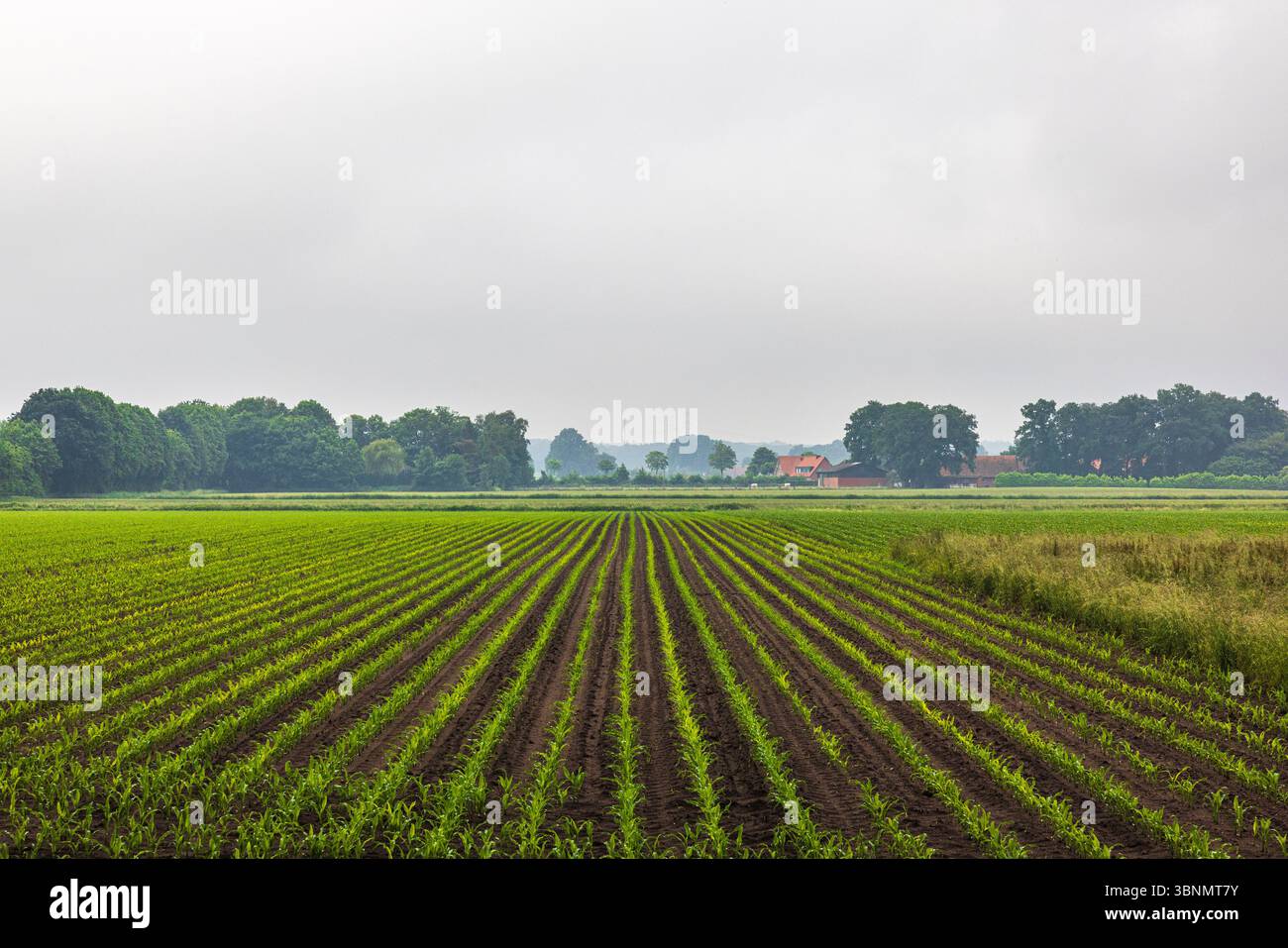 Campo di mais con piante giovani Foto Stock