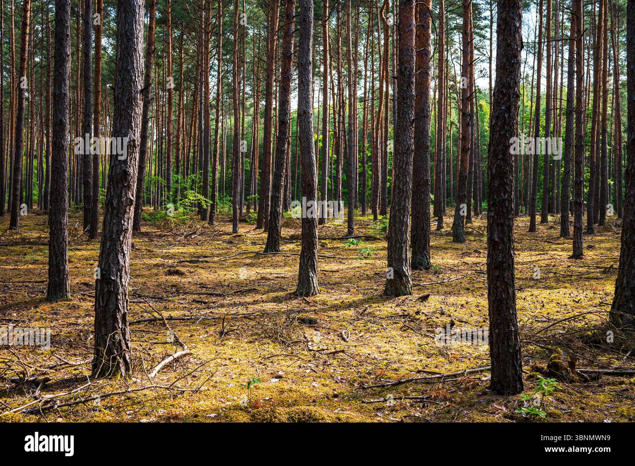 foresta sony, pini alti, muschio, pavimento della foresta, luce del giorno Foto Stock