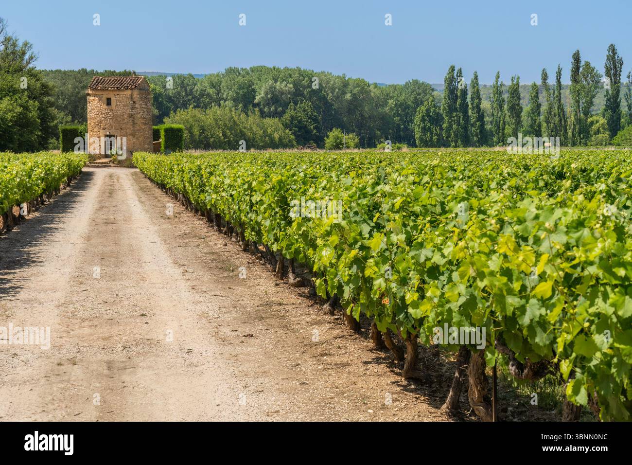 Vigneto in Provenza Foto Stock