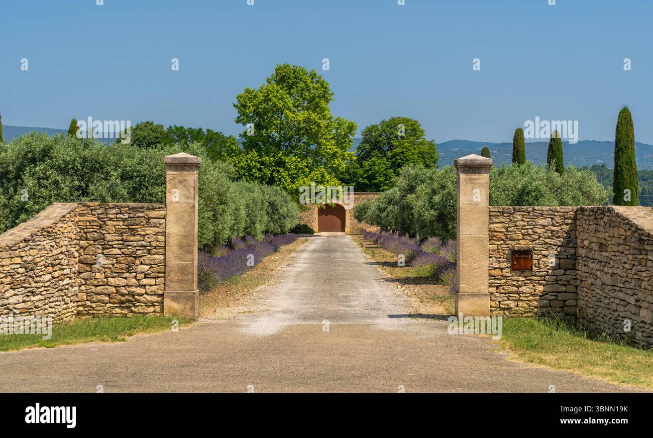 Fattoria Provenza lavernder Foto Stock