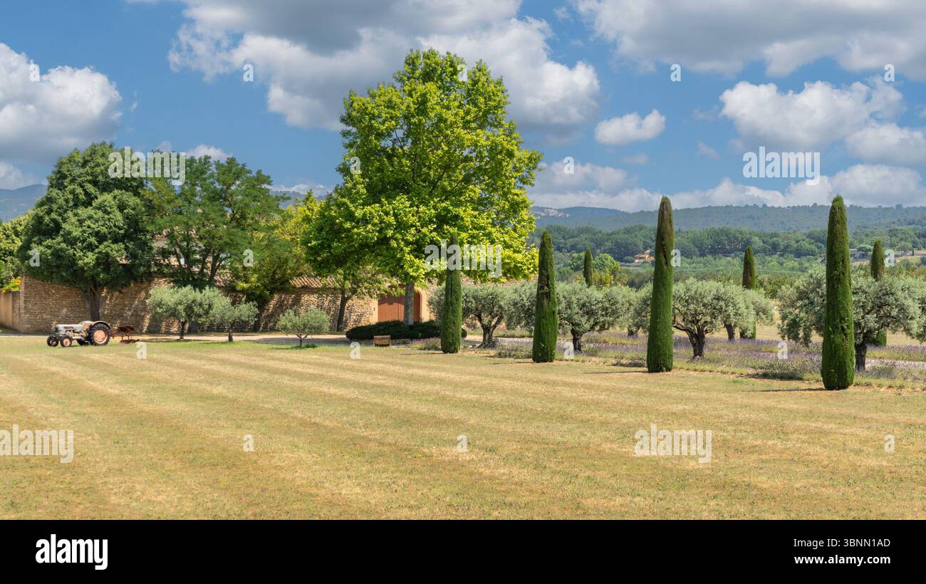 Fattoria Provenza lavernder Foto Stock