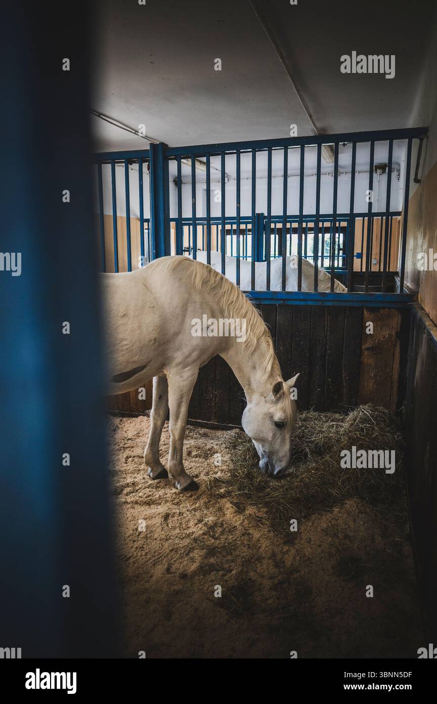 I cavalli bianchi Lipizzaner nel Parco Brdo vicino a Kranj, un'area protetta natura 2000 in Slovenia. Foto Stock