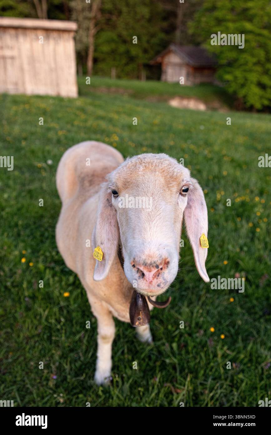 Pecora singola su un pascolo Foto Stock