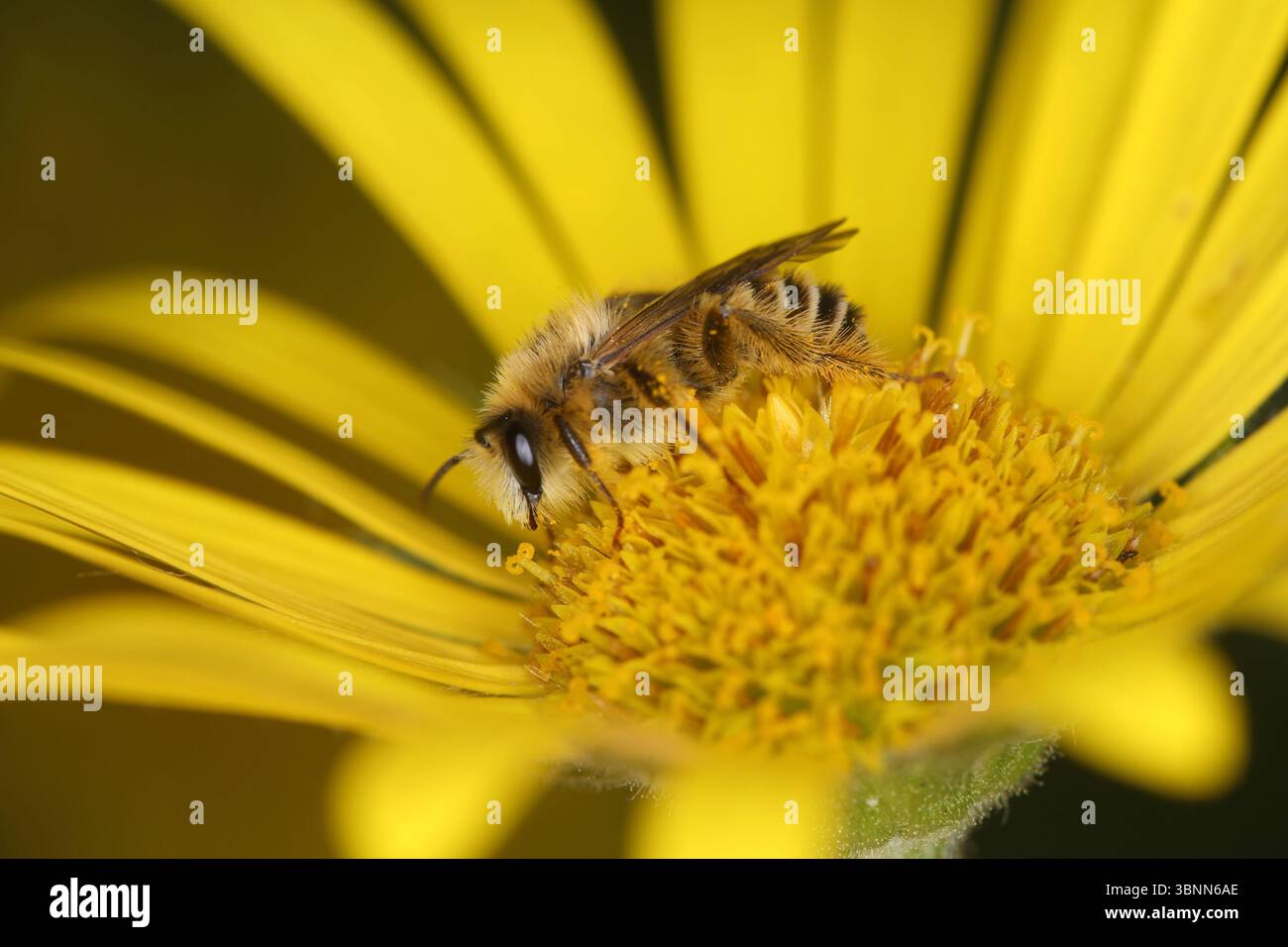 Ape mineraria a gambe pelose maschile (Dasypoda hirtipes) seduta sul fiore di un leopardo (Doronicum pardalianches) Foto Stock
