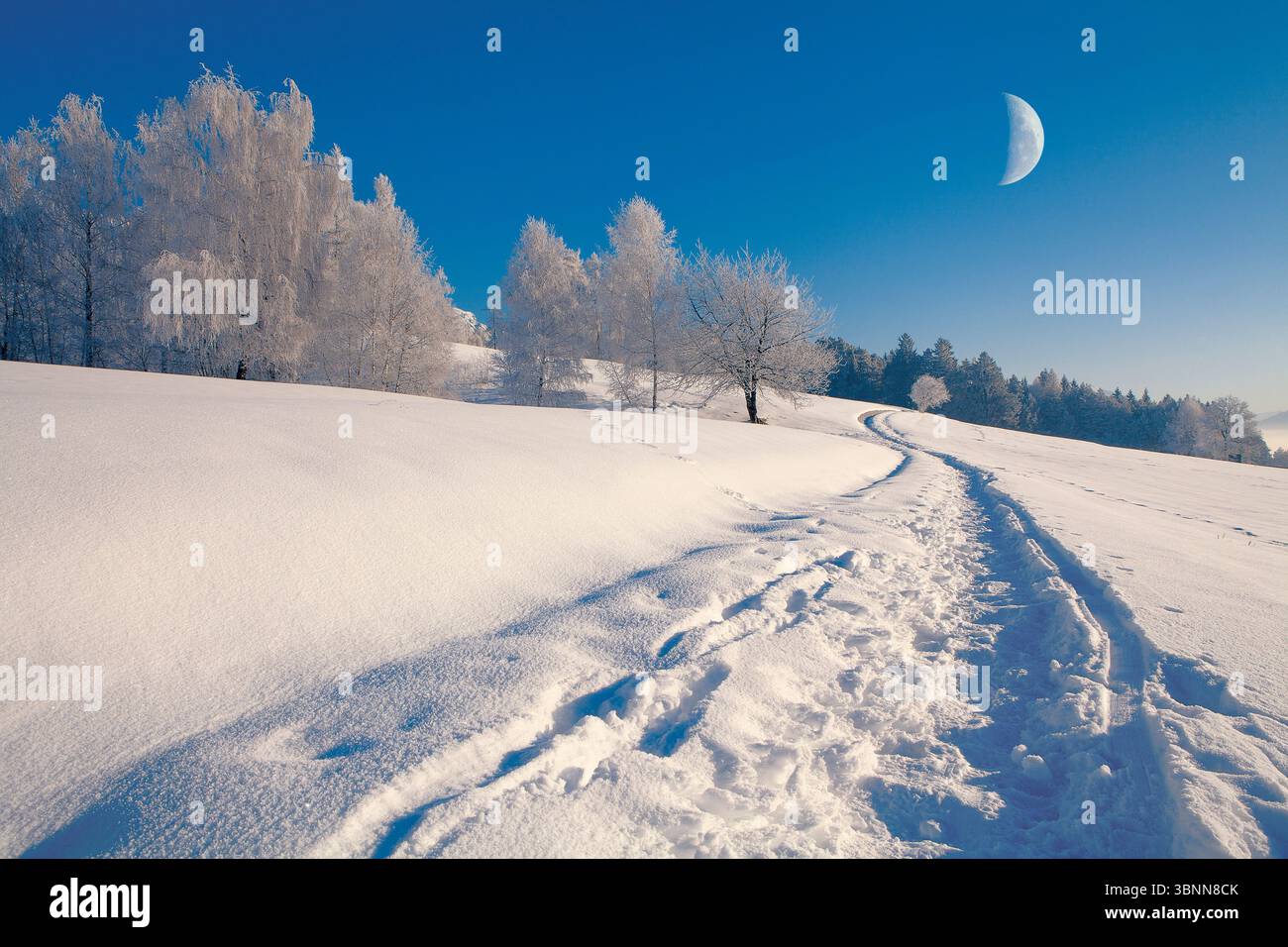 Austria, Tirolo, paesaggio invernale sull'Altopiano di Mieminger Foto Stock
