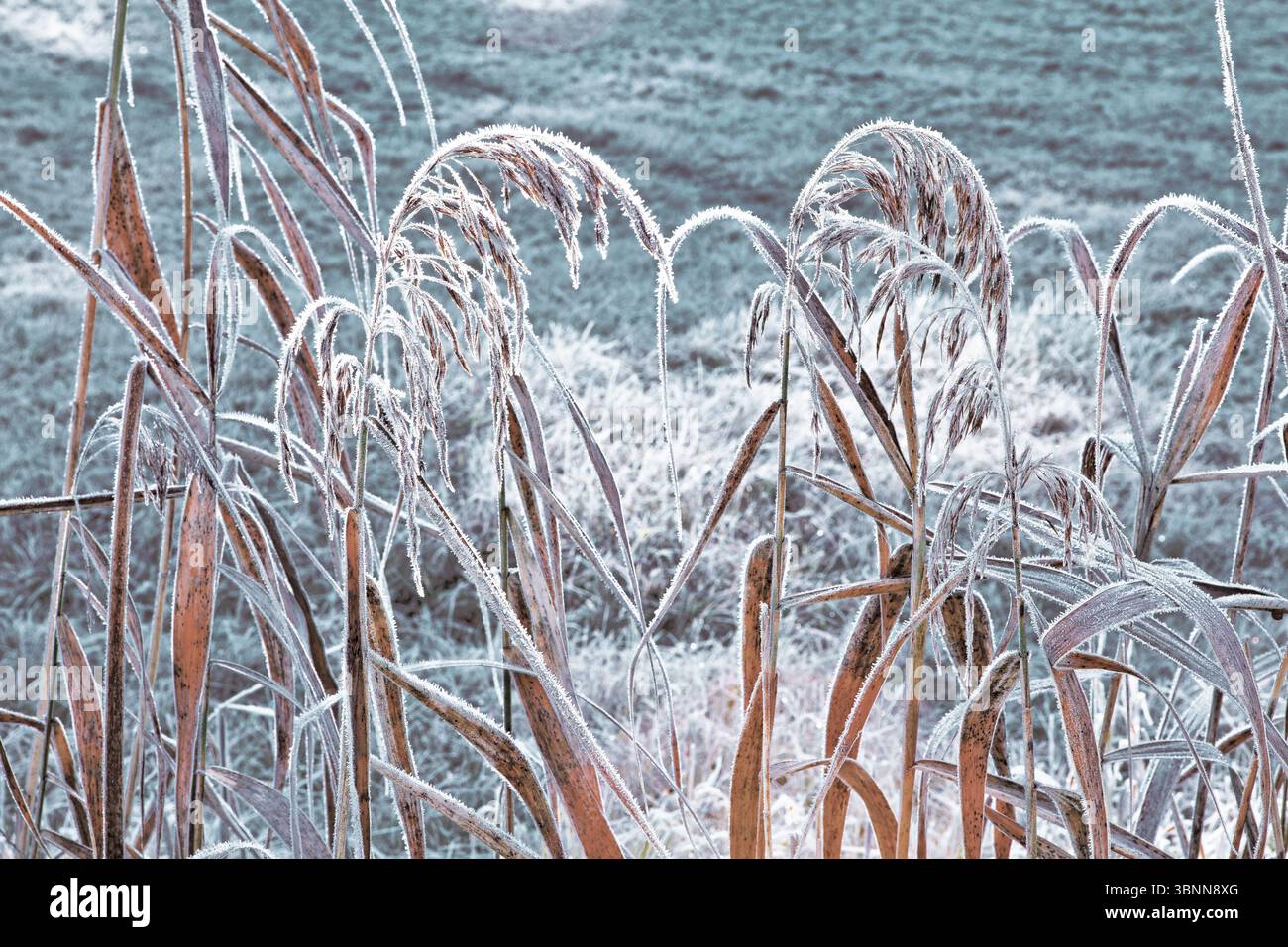 Canne con ghiaccio Foto Stock